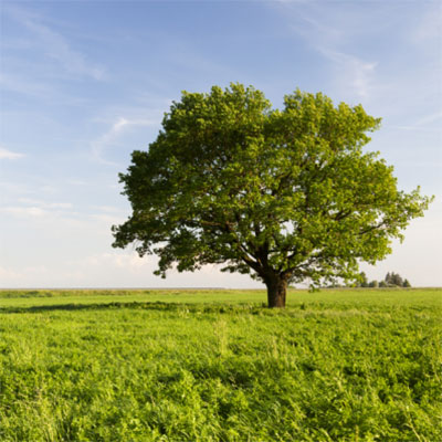 tree-in-field