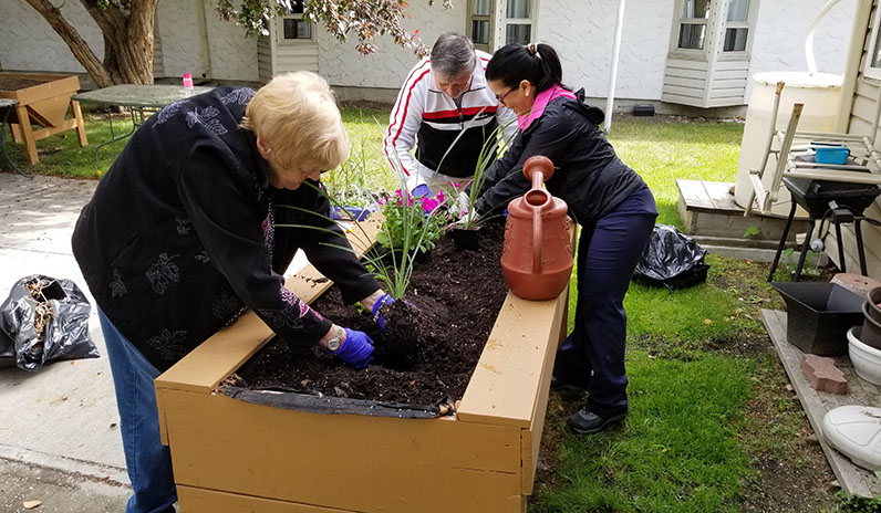 planting