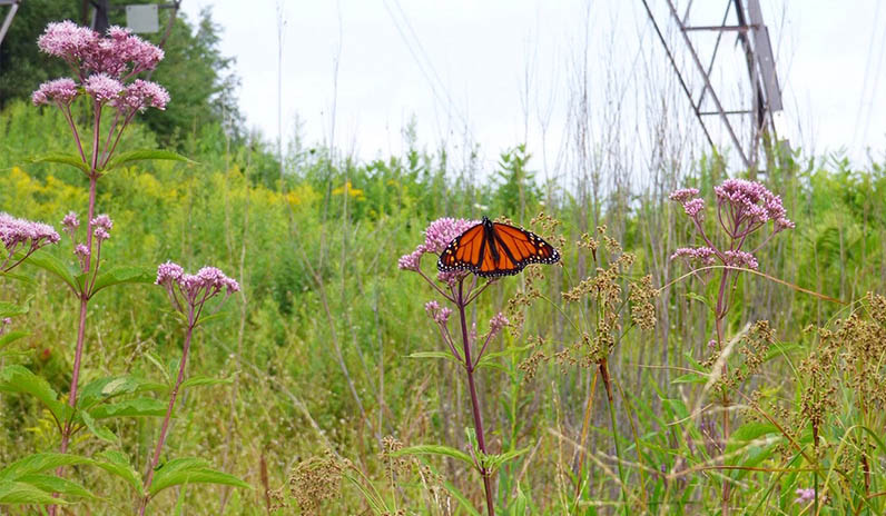 Qualico Communities | Edmonton | Pollinator Corridor