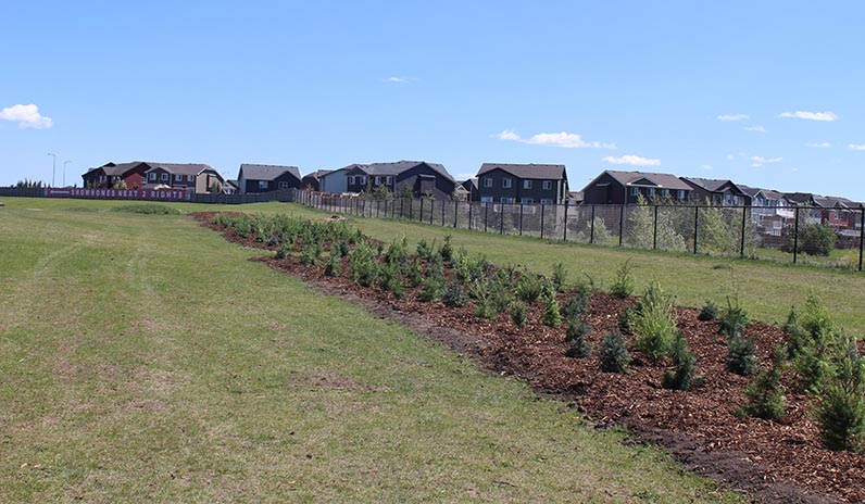 RowofPlantedTrees