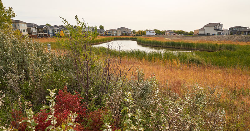 The naturalized wetland and upland areas at Sage Creek